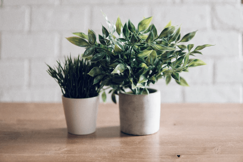 Two tiny indoor plants positioned together on a wooden tabletop.